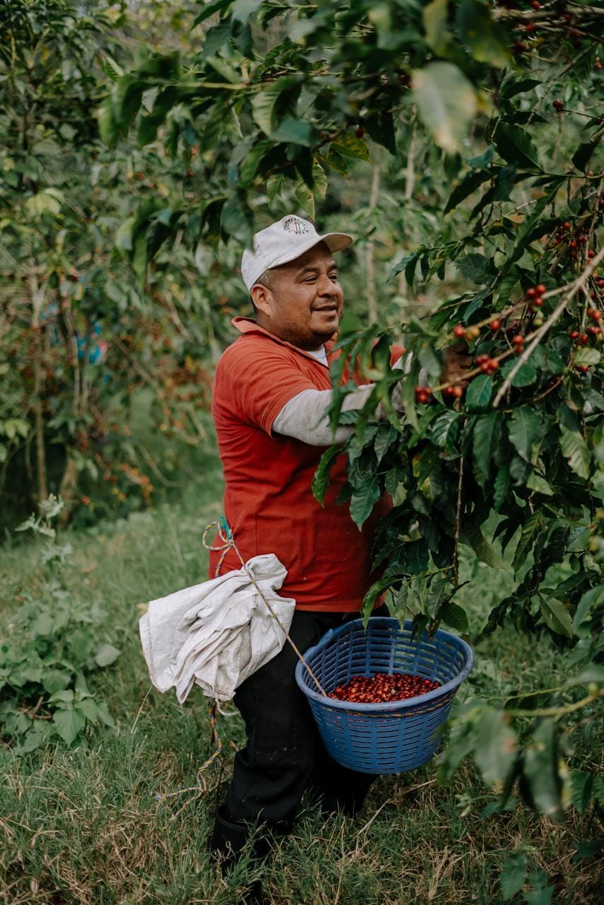 Farma kawy Antigua, Gwatemala