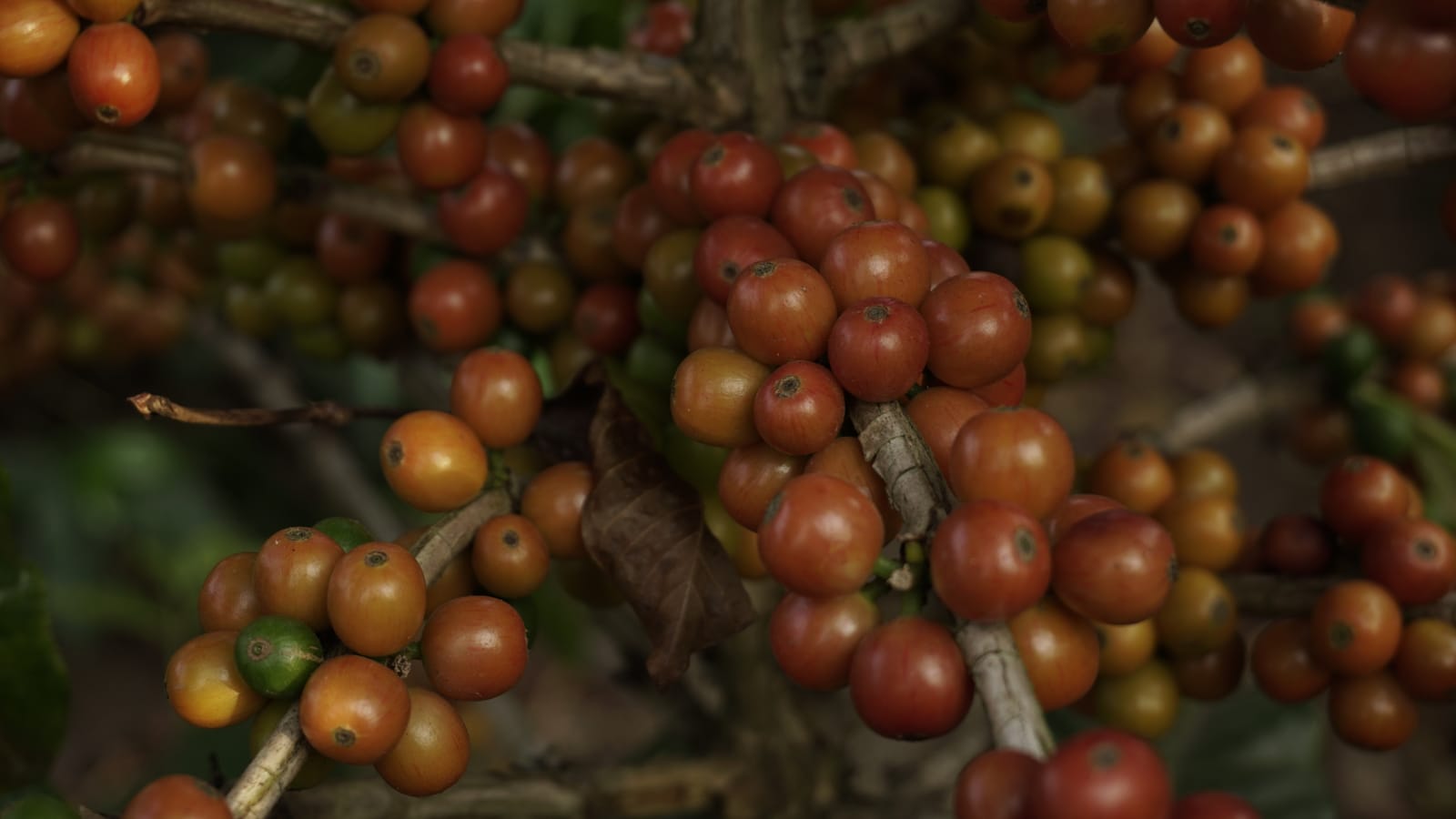 Farma kawy La Soledad, Gwatemala